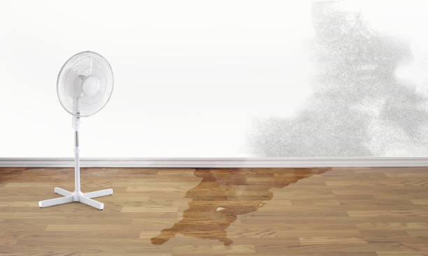 Best Flood damage cleanup  in French Mp, CA